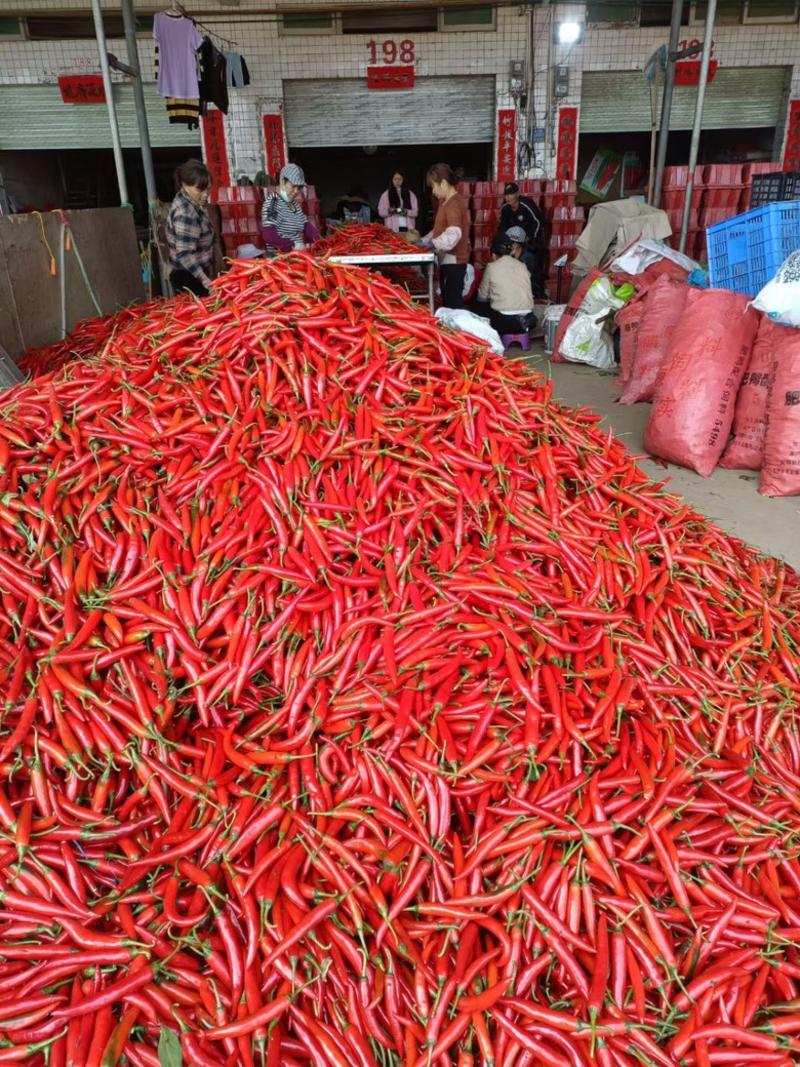 各种品种红辣椒，产地直发价格优惠，大量有货，欢迎采购。