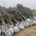 梅花原产地直销美人梅规格3到18公分，货源充足