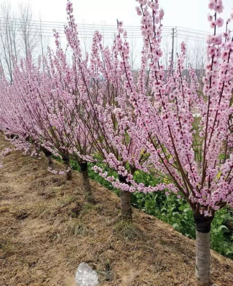梅花原产地直销美人梅规格3到18公分，货源充足