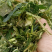玉米秸秆，产地直发价格优惠，大量有货，欢迎采购