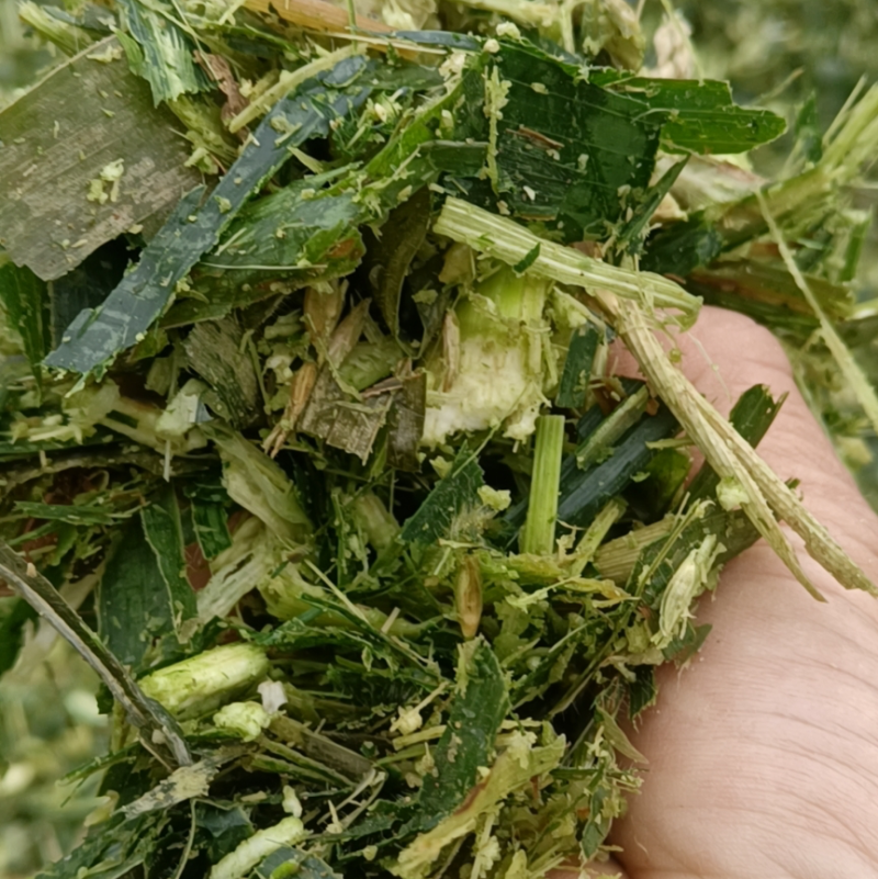 玉米秸秆，产地直发价格优惠，大量有货，欢迎采购
