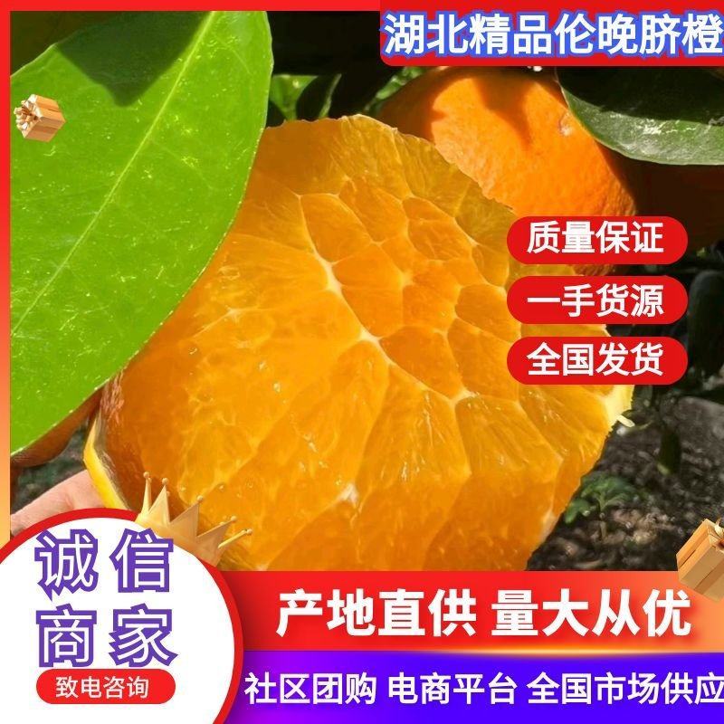 精品九月脐橙大量供货中产地直供量大从优供电商