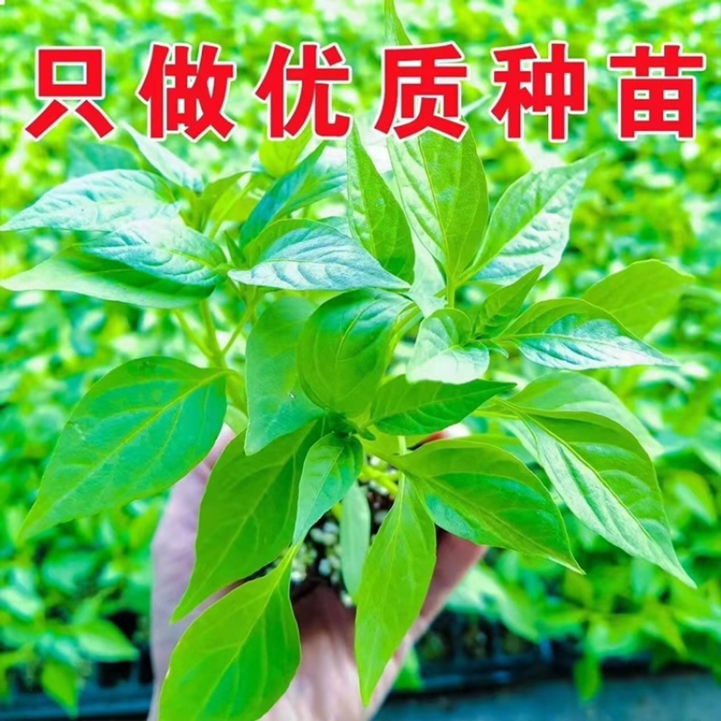 优质辣椒种苗正在上市中，量大从优，欢迎订购