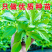 优质辣椒种苗正在上市中，量大从优，欢迎订购