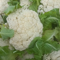 徐州沛县有机花菜少量上市中