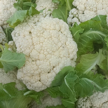 徐州沛县有机花菜少量上市中