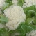 徐州沛县有机花菜少量上市中