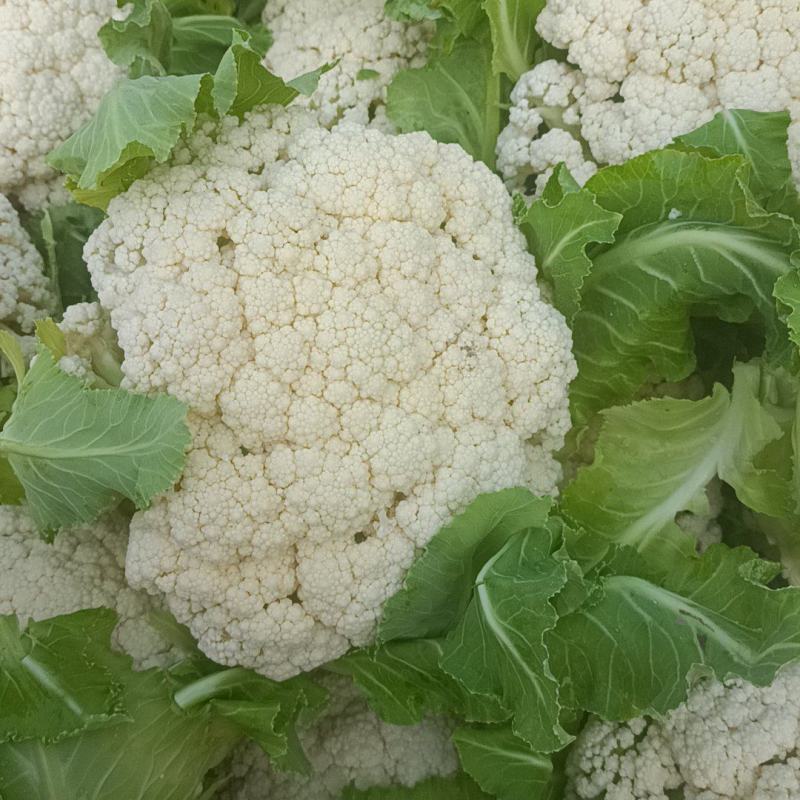 徐州沛县有机花菜少量上市中