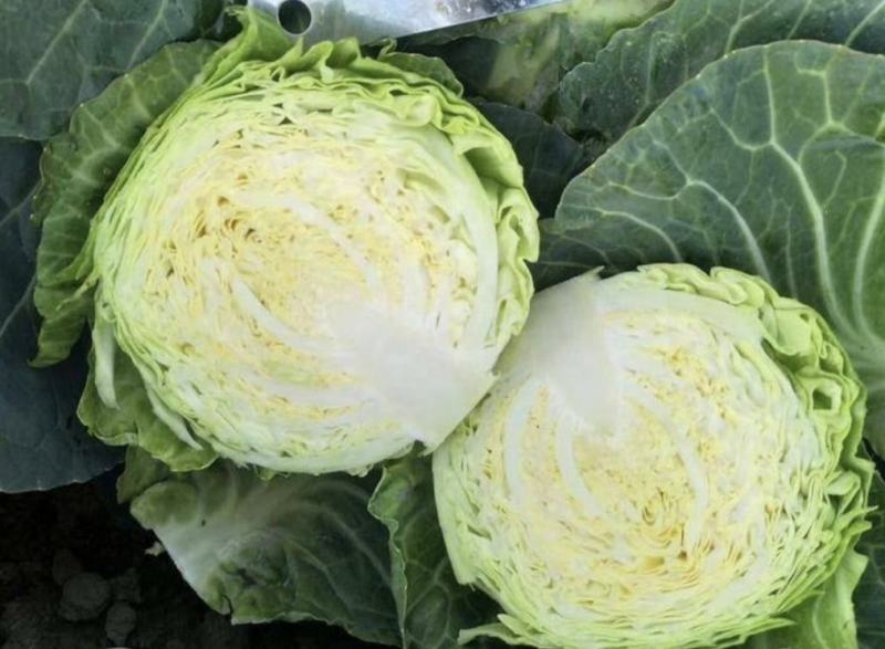 湖北甘蓝精品旺旺甘蓝圆包菜大量有货价格实惠全国发货