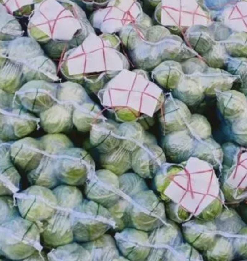 湖北甘蓝精品旺旺甘蓝圆包菜大量有货价格实惠全国发货