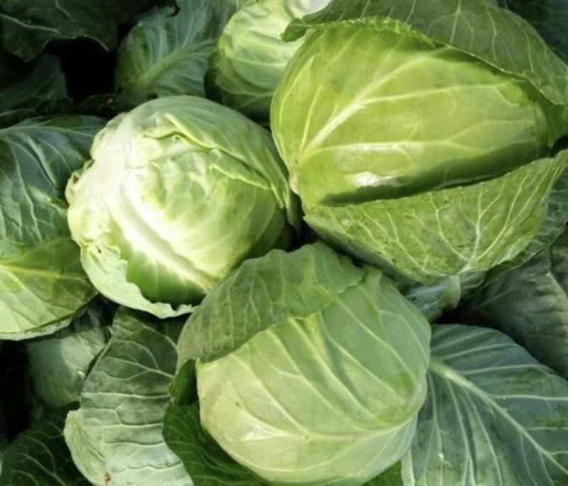 湖北甘蓝精品旺旺甘蓝圆包菜大量有货价格实惠全国发货