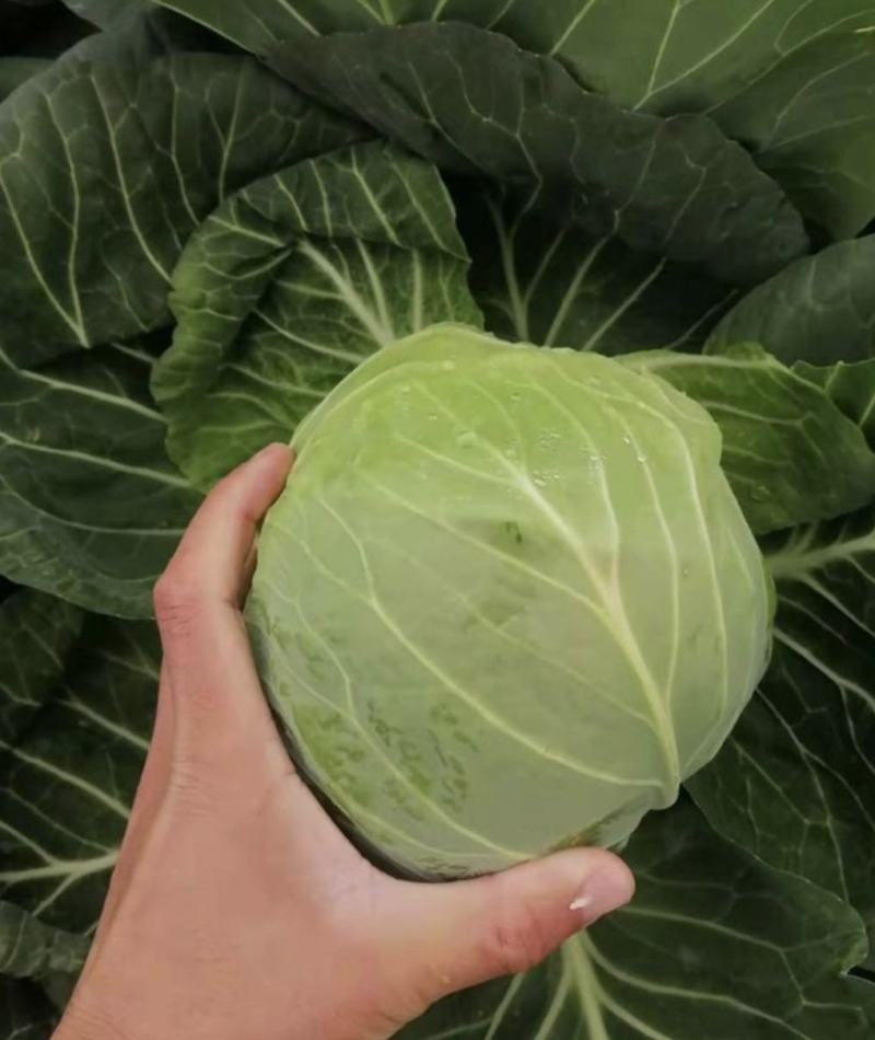 湖北甘蓝精品旺旺甘蓝圆包菜大量有货价格实惠全国发货