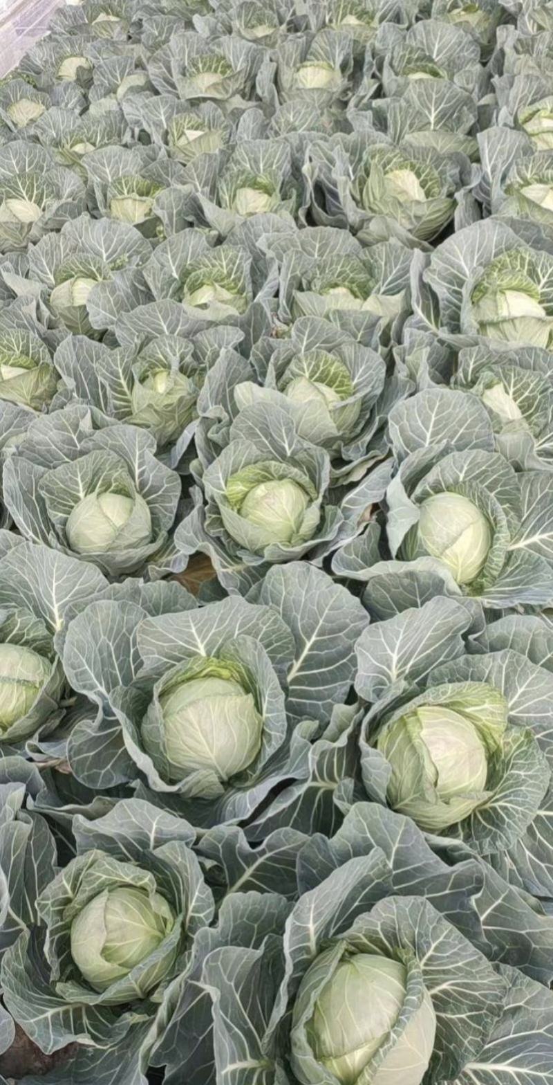 湖北甘蓝精品旺旺甘蓝圆包菜大量有货价格实惠全国发货