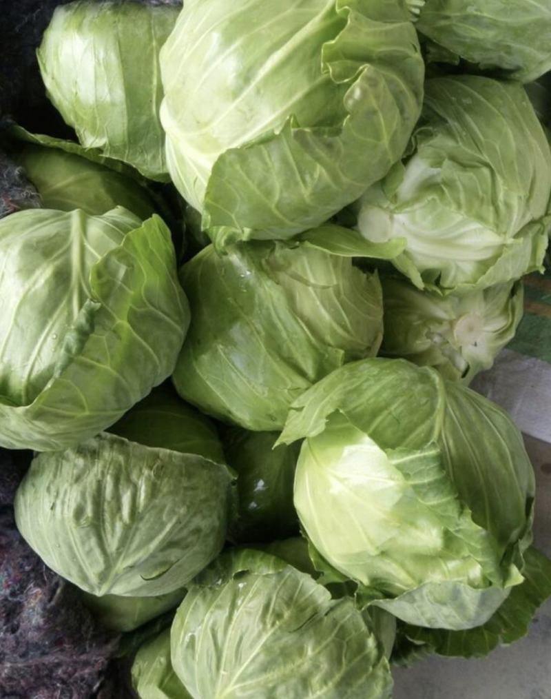 湖北甘蓝精品旺旺甘蓝圆包菜大量有货价格实惠全国发货