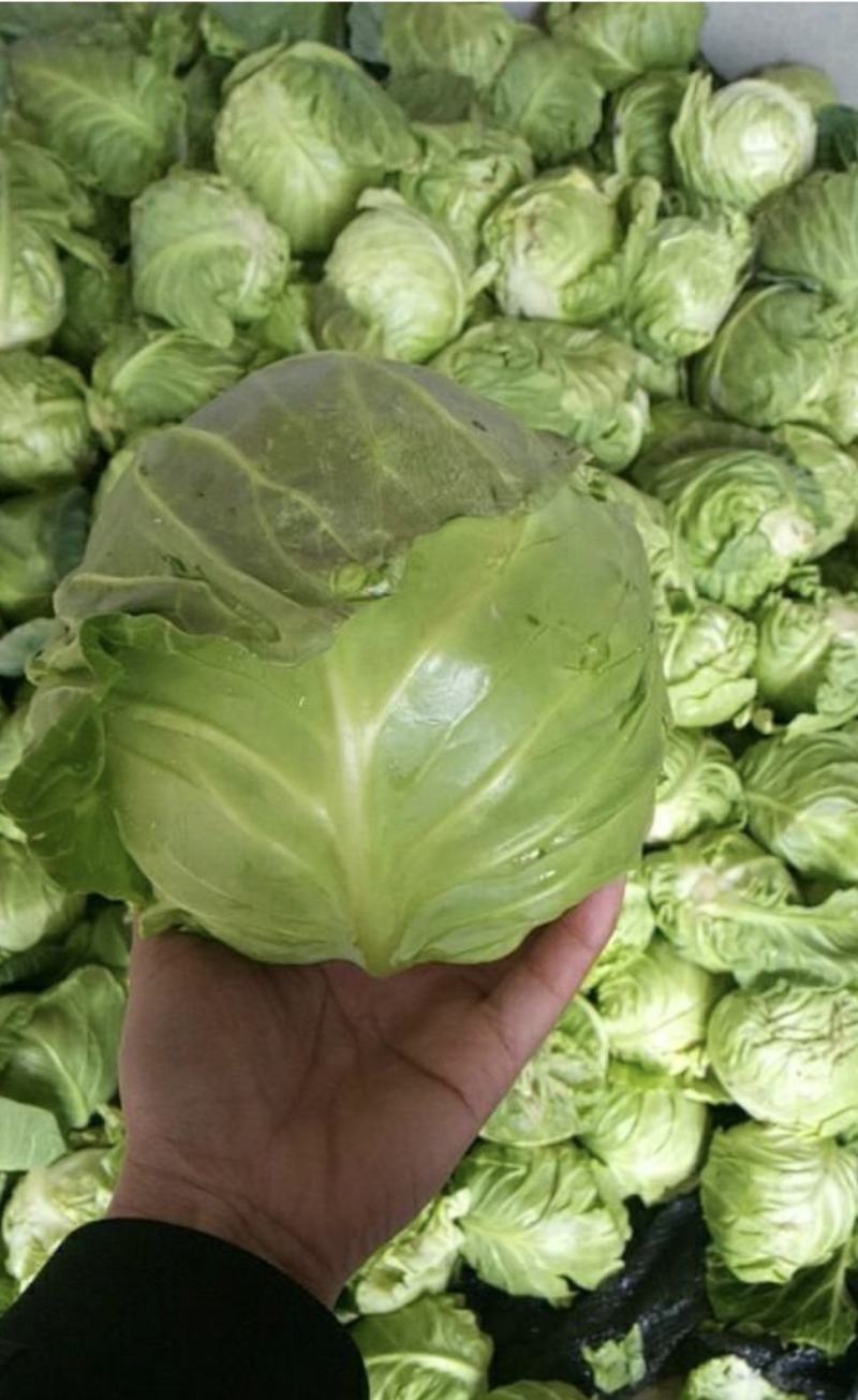 湖北甘蓝精品旺旺甘蓝圆包菜大量有货价格实惠全国发货