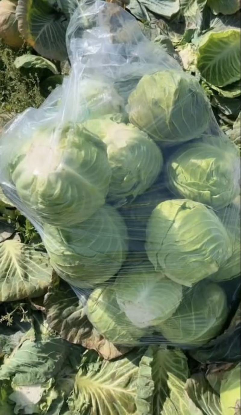 湖北甘蓝精品旺旺甘蓝圆包菜大量有货价格实惠全国发货