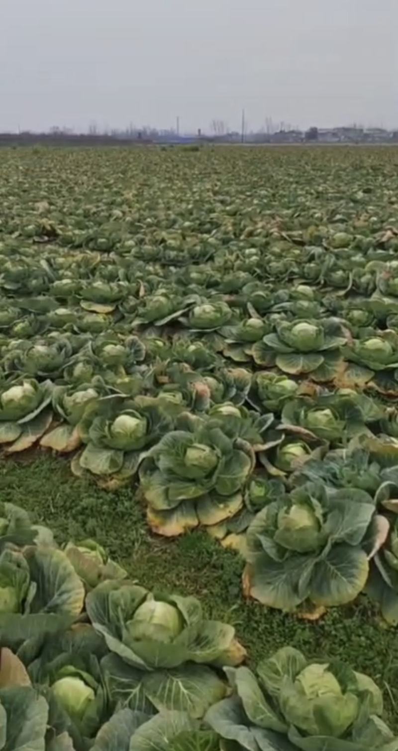 湖北甘蓝精品旺旺甘蓝圆包菜大量有货价格实惠全国发货