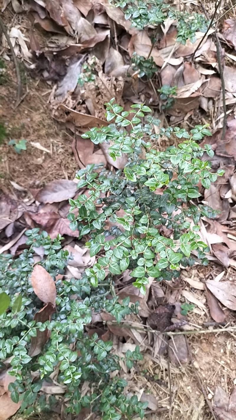 虎刺苗，绣花针苗，产地江西一手货源欢迎客户来电咨询采购