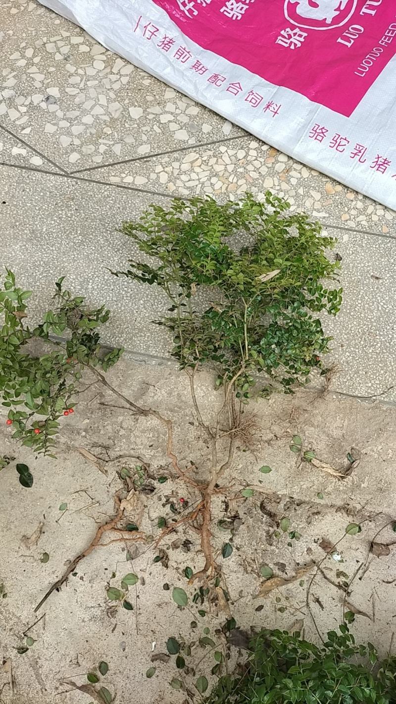 虎刺苗，绣花针苗，产地江西一手货源欢迎客户来电咨询采购