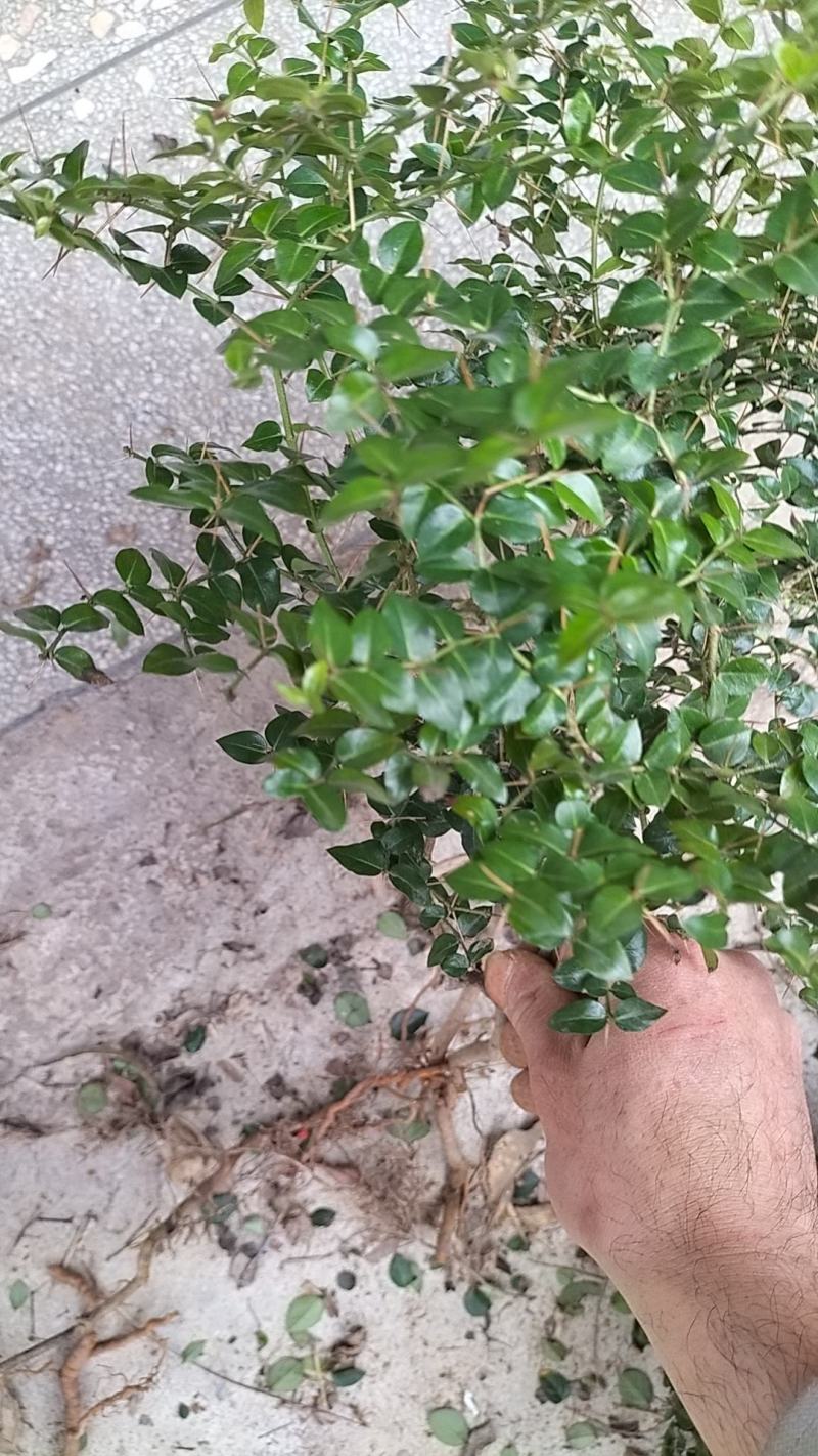虎刺苗，绣花针苗，产地江西一手货源欢迎客户来电咨询采购