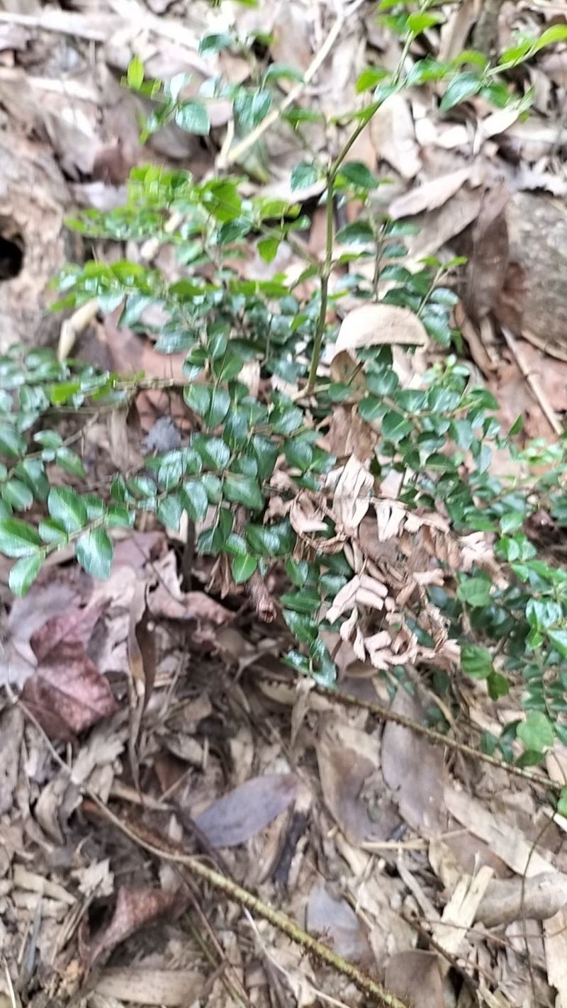 虎刺苗，绣花针苗，产地江西一手货源欢迎客户来电咨询采购