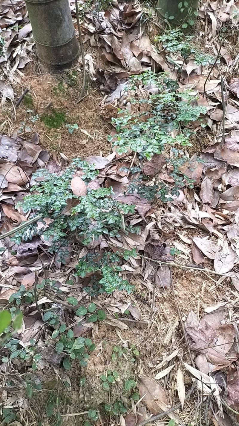 虎刺苗，绣花针苗，产地江西一手货源欢迎客户来电咨询采购