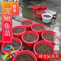泥鳅鱼苗，台湾泥鳅鱼苗，土泥鳅鱼苗，大鳞副泥鳅苗