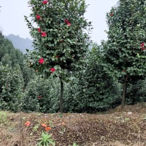 耐寒耐热，高分枝，分枝点1.2米到1.6米茶花