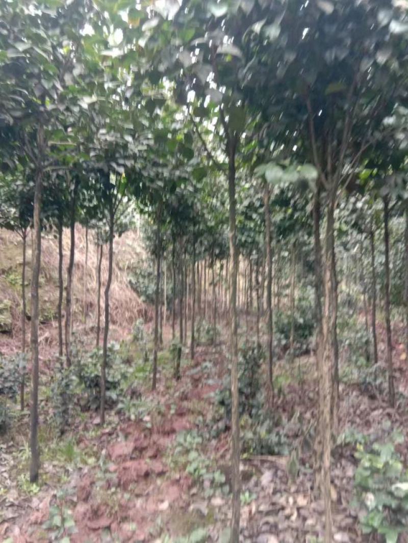 耐寒耐热，高分枝，分枝点1.2米到1.6米茶花