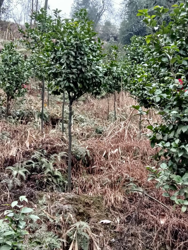 耐寒耐热，高分枝，分枝点1.2米到1.6米茶花