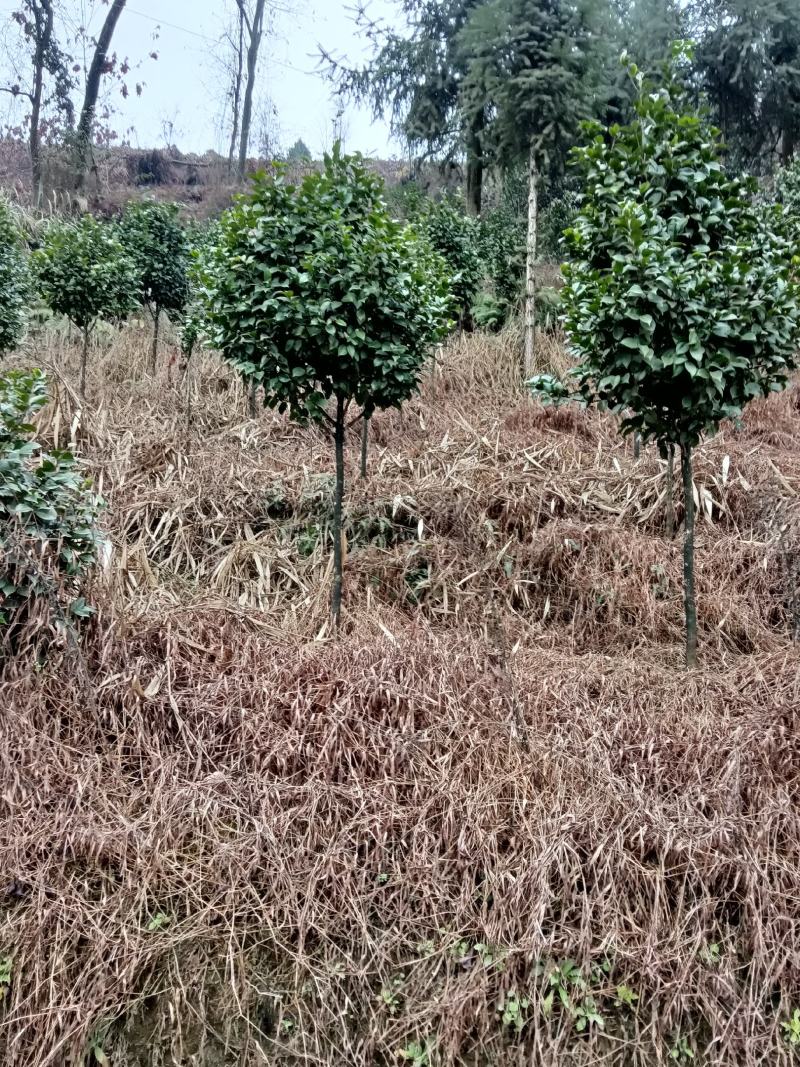 耐寒耐热，高分枝，分枝点1.2米到1.6米茶花