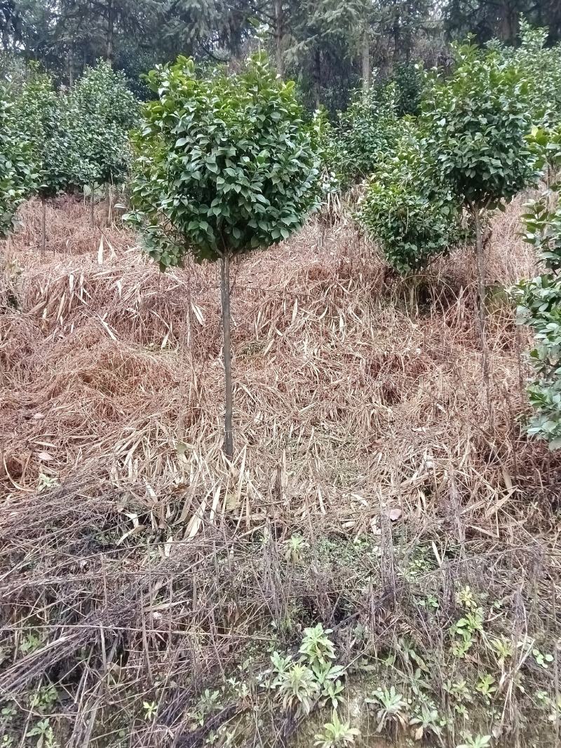 耐寒耐热，高分枝，分枝点1.2米到1.6米茶花