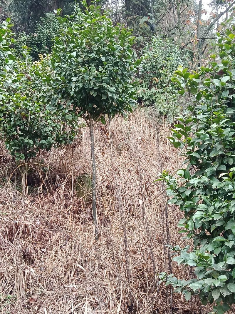 耐寒耐热，高分枝，分枝点1.2米到1.6米茶花