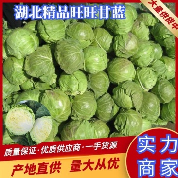 湖北甘蓝精品旺旺甘蓝圆包菜大量有货价格实惠全国发货
