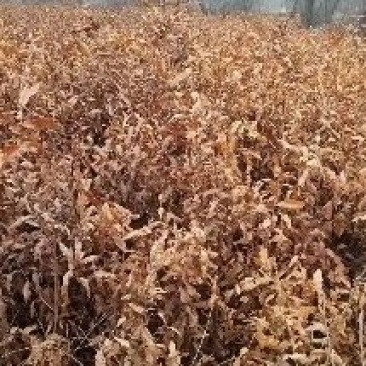 麻栎