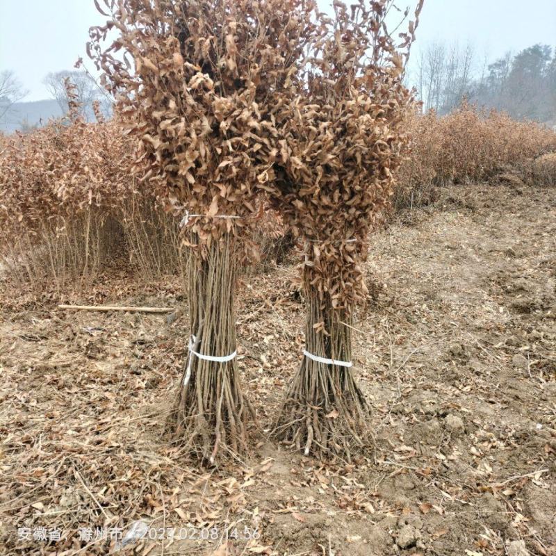 麻栎