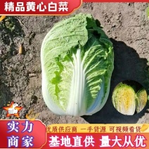 湖北荆门沙洋县黄心大白菜产地一手货源批发品质保证量大从优