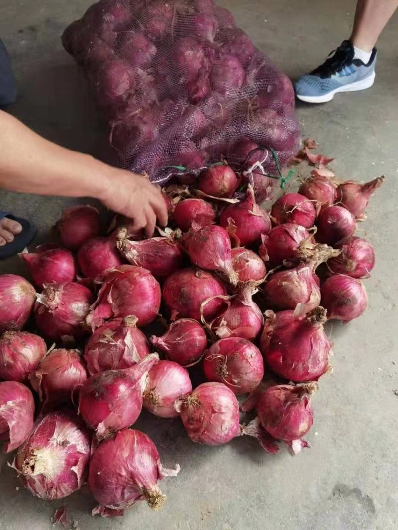 山东洋葱圆葱大量供应优质货源，全国发货欢迎合作