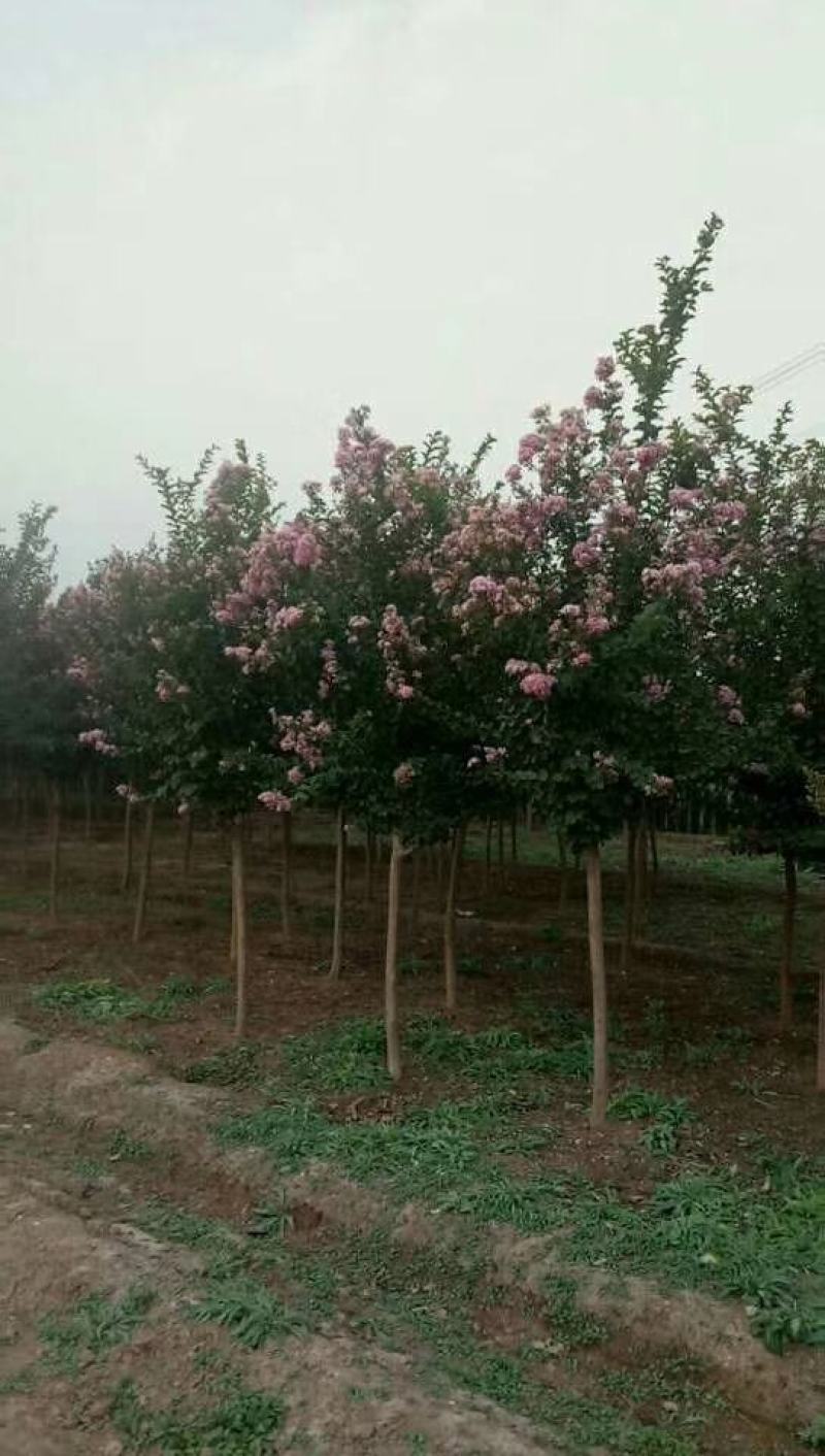 河北定州紫薇花树苗庭院别墅花卉植物绿化四季开花百日红