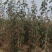 山楂树苗山楂树苗基地直发山楂树苗品种保证水果山楂苗