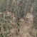 山楂树苗山楂树苗基地直发山楂树苗品种保证水果山楂苗