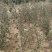 山楂树苗山楂树苗基地直发山楂树苗品种保证水果山楂苗