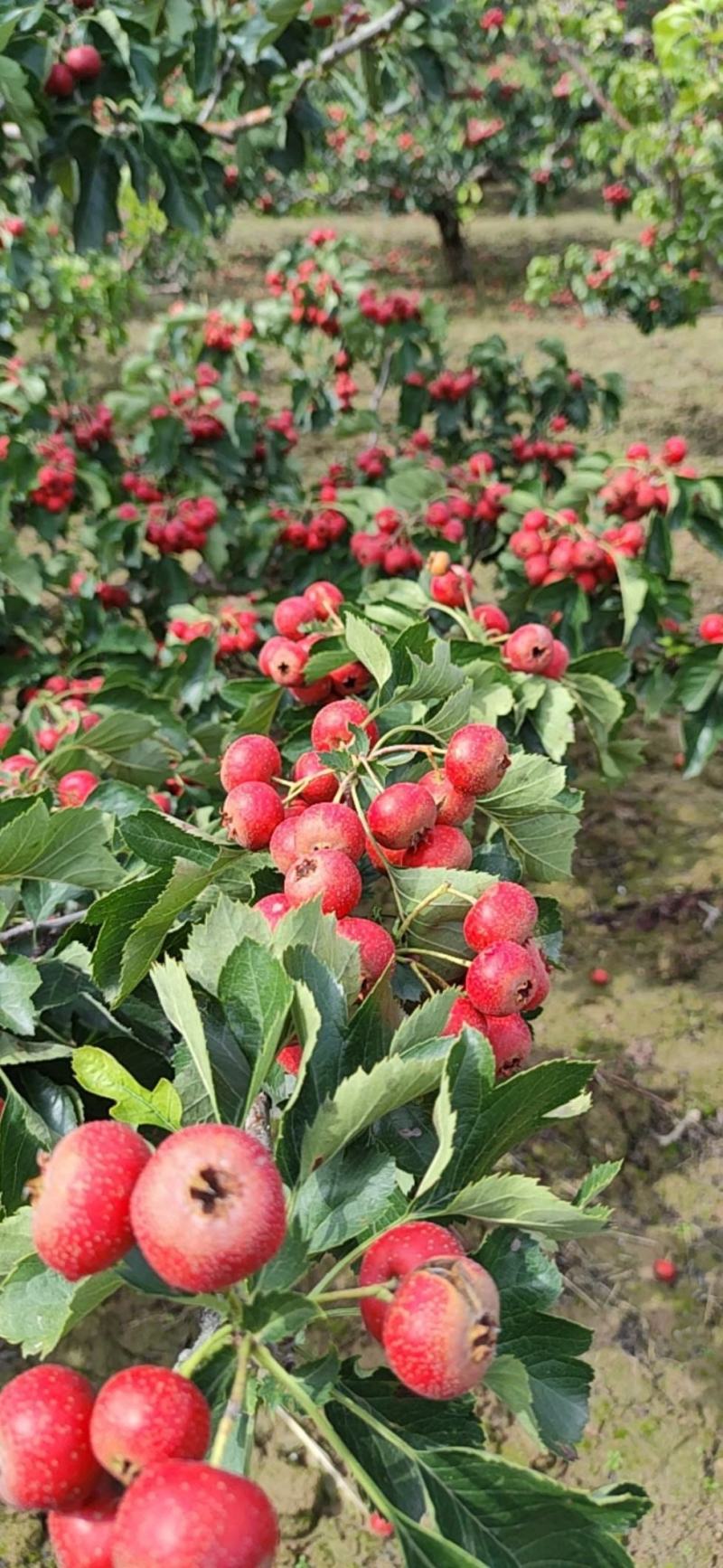 山楂树苗山楂树苗基地直发山楂树苗品种保证水果山楂苗
