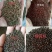 荆芥种子，纯新包发芽，产地直销，供应量大，欢迎选购