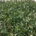 红根蒜苗净菜水洗支持批发加工厂走货量大从优