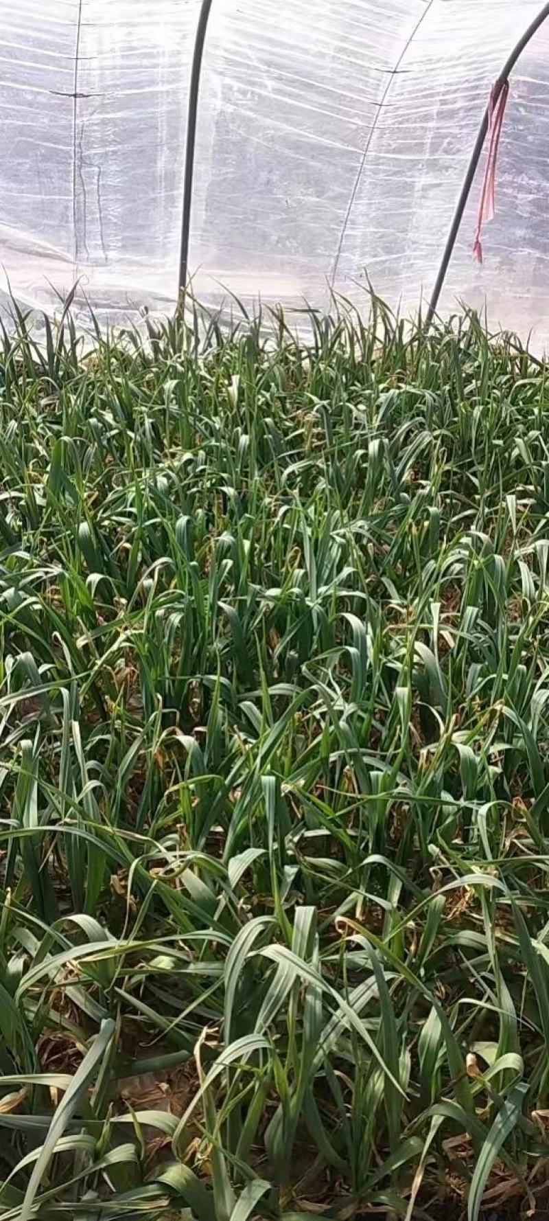 红根蒜苗净菜水洗支持批发加工厂走货量大从优