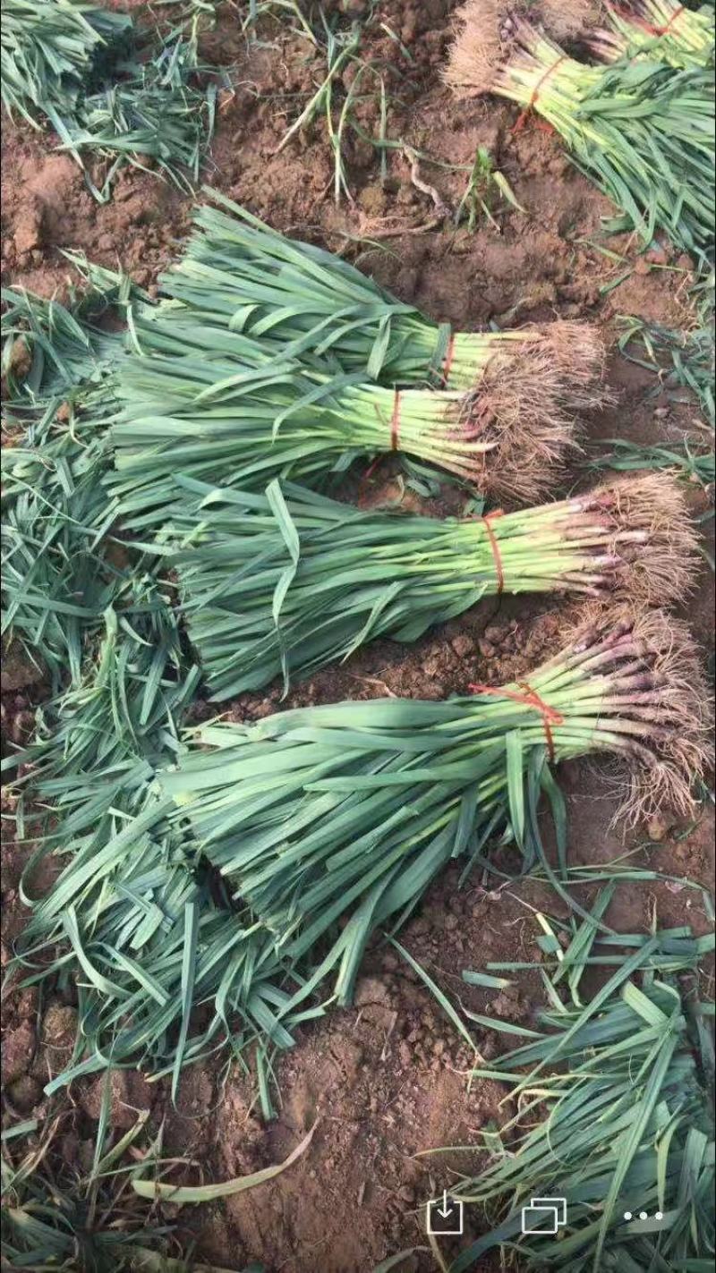红根蒜苗净菜水洗支持批发加工厂走货量大从优