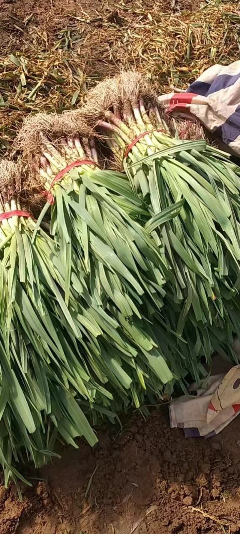 红根蒜苗净菜水洗支持批发加工厂走货量大从优