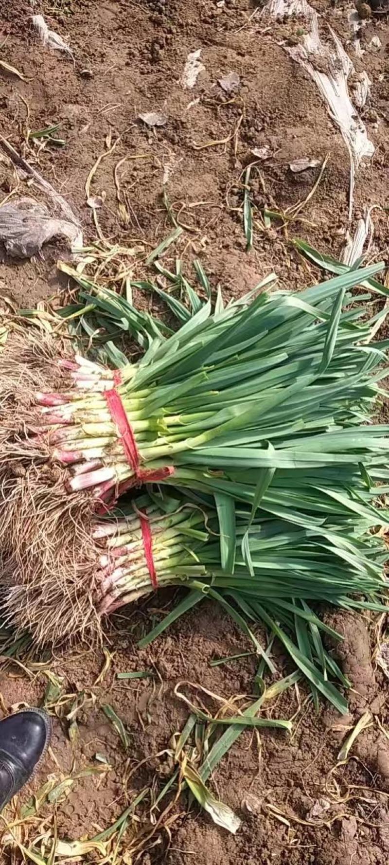 红根蒜苗净菜水洗支持批发加工厂走货量大从优