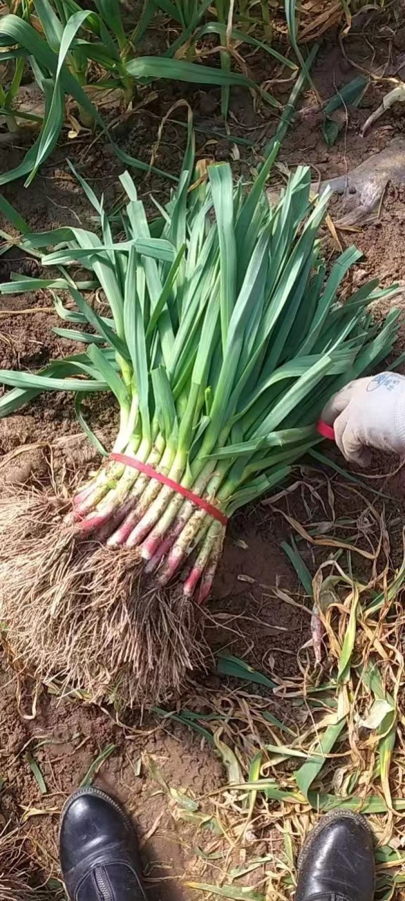 红根蒜苗净菜水洗支持批发加工厂走货量大从优